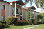 Monterey Pines