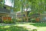 Ironwood